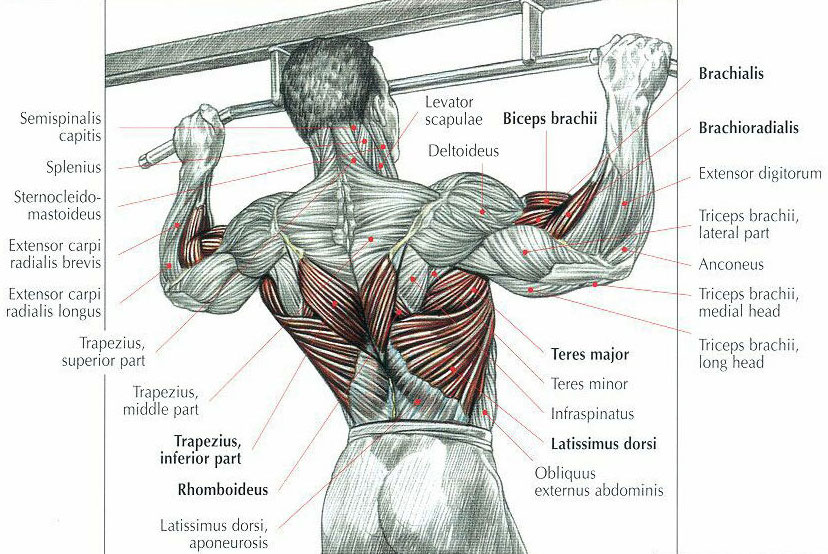 Pull ups muscles used